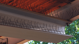 Pigeon Spikes