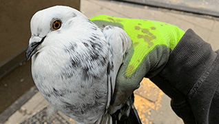 Man Removing Pigeon